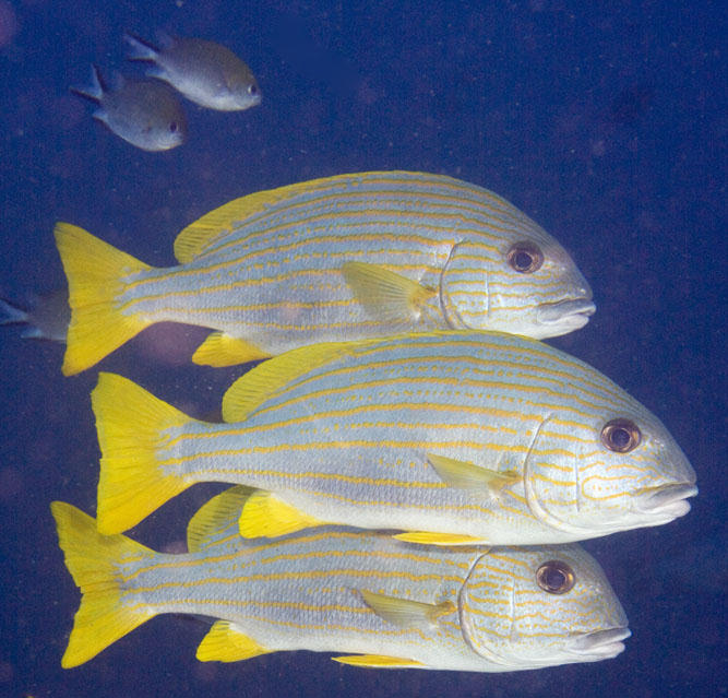 Plectorhinchus multivittatum